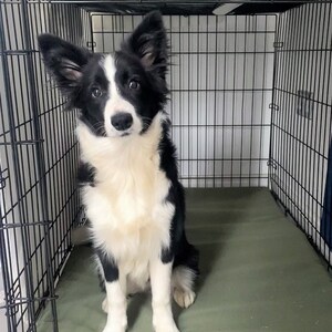 May include: A black and white Border Collie dog sits inside a black wire crate. The dog has a white chest and face with black markings around the eyes and ears. The crate has a green mat on the bottom.