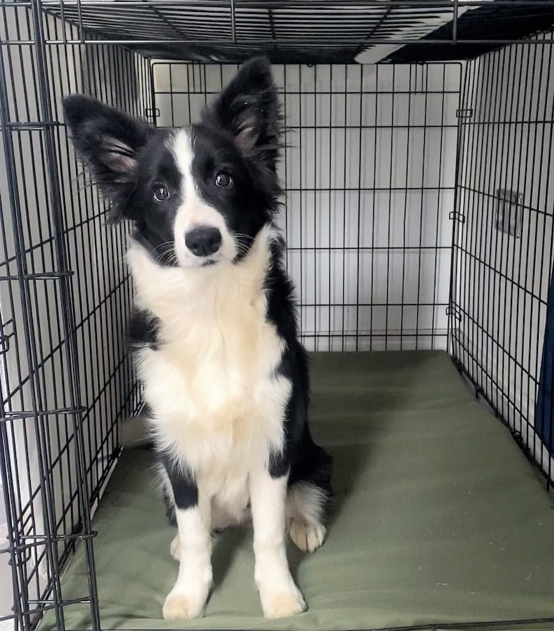 May include: A black and white Border Collie dog sits inside a black wire crate. The dog has a white chest and face with black markings around the eyes and ears. The crate has a green mat on the bottom.