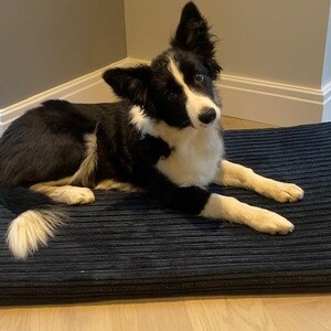 May include: A black and white border collie puppy lying on a dark blue corduroy dog bed.