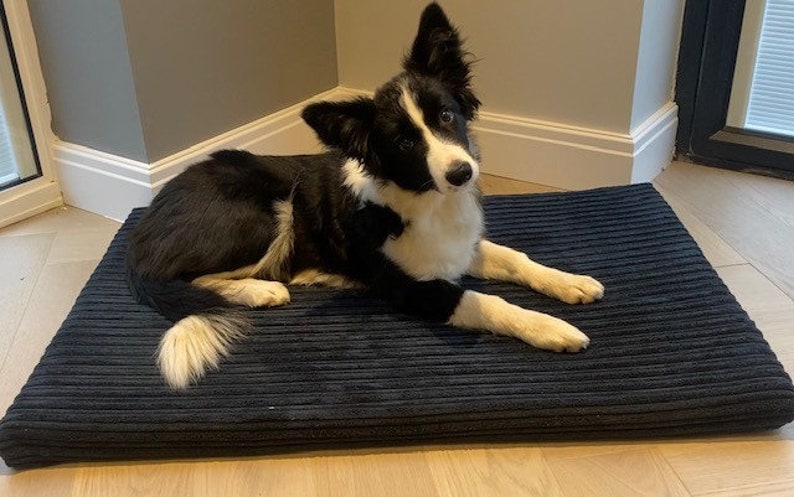 May include: A black and white border collie puppy lying on a dark blue corduroy dog bed.