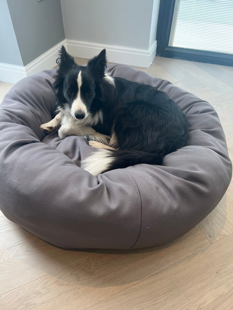 May include: A black and white border collie dog relaxing in a grey round dog bed. The dog bed is on a light wood floor.