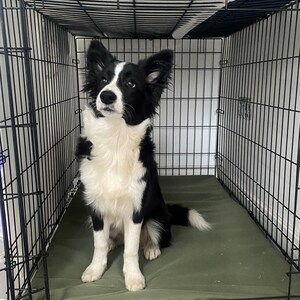May include: A black and white Border Collie dog sits inside a black wire crate. The dog has a white chest and face with black markings around the eyes and ears. A green mat lines the bottom of the crate.