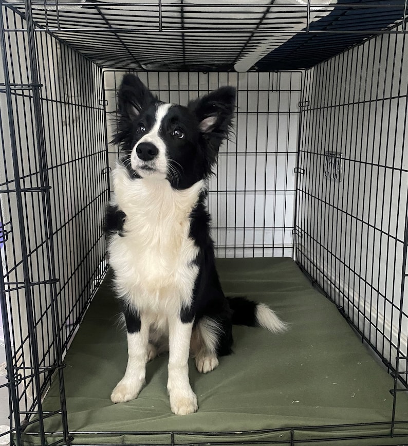 May include: A black and white Border Collie dog sits inside a black wire crate. The dog has a white chest and face with black markings around the eyes and ears. A green mat lines the bottom of the crate.