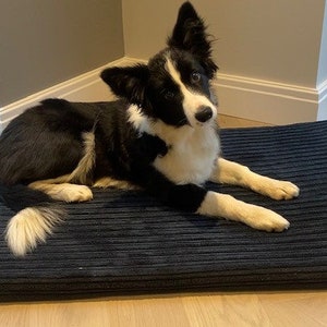 May include: A black and white border collie puppy lying on a dark blue corduroy dog bed.