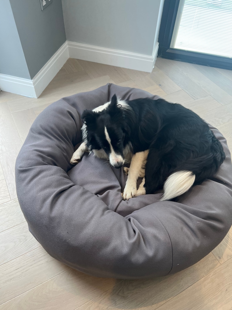 May include: A black and white dog is sleeping in a grey dog bed. The bed is round and has a raised edge. The dog is curled up in the bed and has its head resting on its paws.