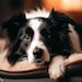 Brian Thompson
