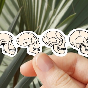Può includere: Quattro adesivi di teschi bianchi con contorni neri, che mostrano l'evoluzione del cranio umano, dal cranio scimmiesco al cranio umano moderno. Gli adesivi sono disposti in fila, con il cranio scimmiesco a sinistra e il cranio umano moderno a destra.
