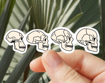 Anthropology - Anthropologist - Evolution - Skull - Hominid, Homo Sapien - Sticker for Journal, Water Bottle, Phone, Laptop