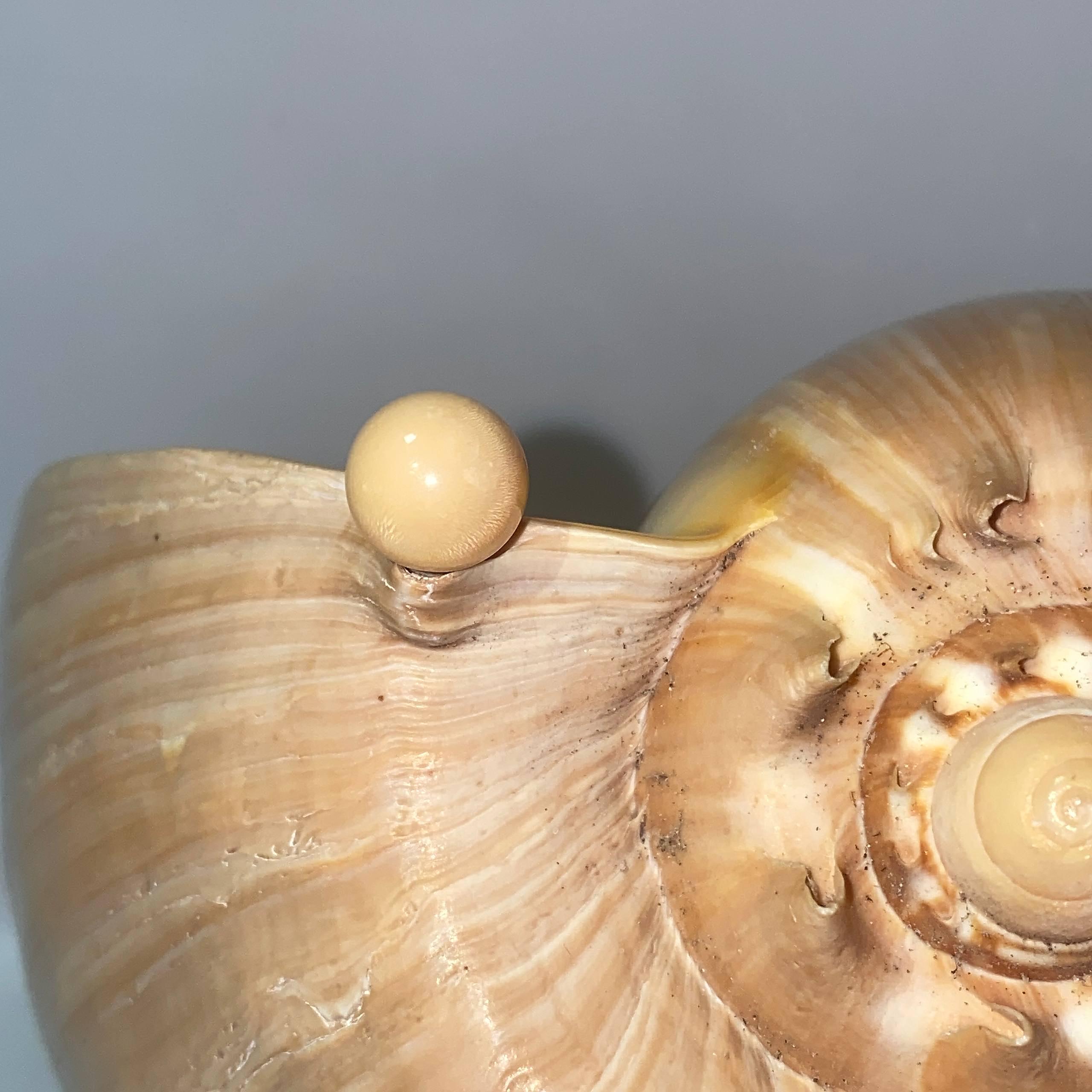 Melo Melo Natural Pearl With Flame Orange - Creamy Color South Sea