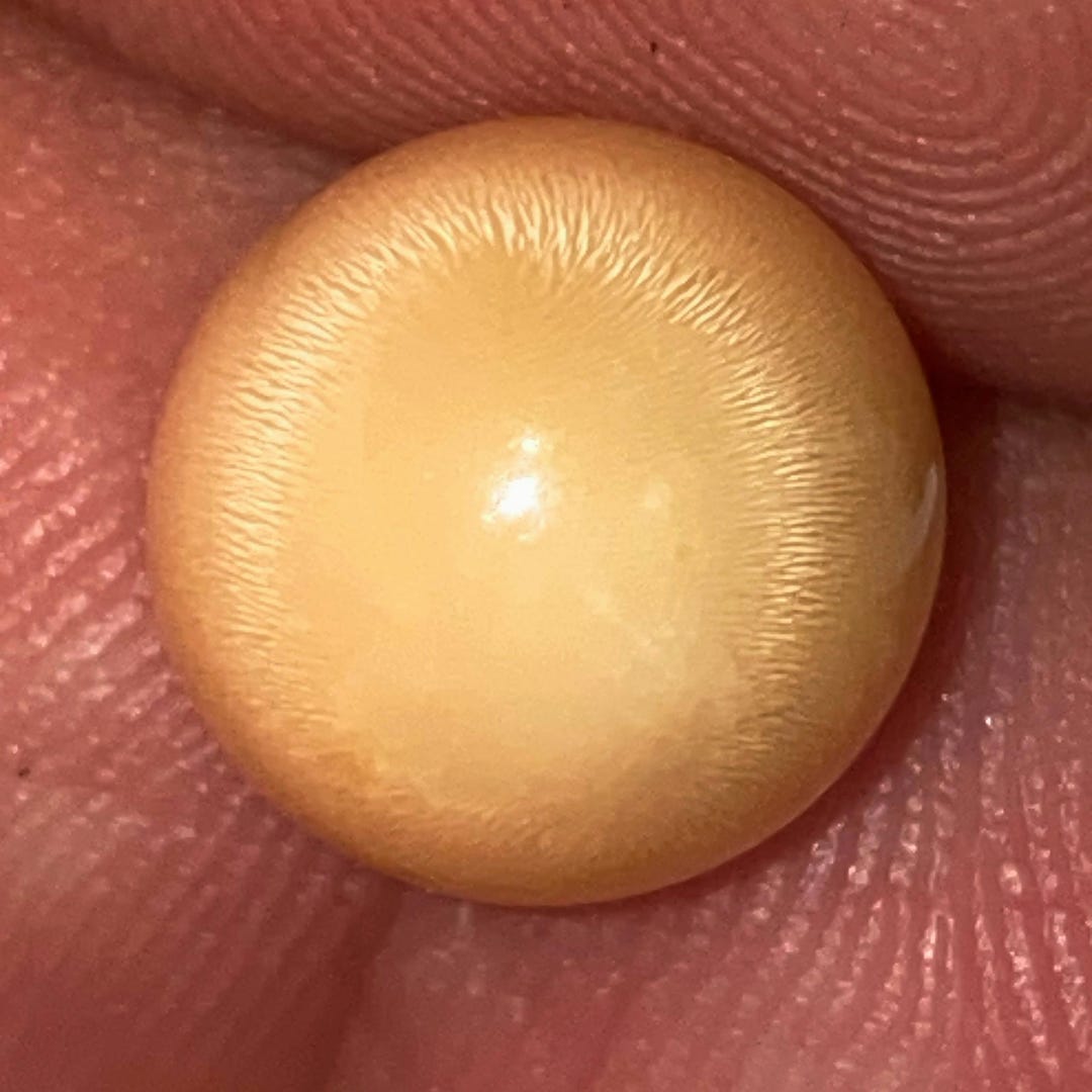 メロメロ(Melo melo)の貝殻だそうです。約15cm Melo Melo Natural Pearl With Flame Orange - Creamy Color South Sea