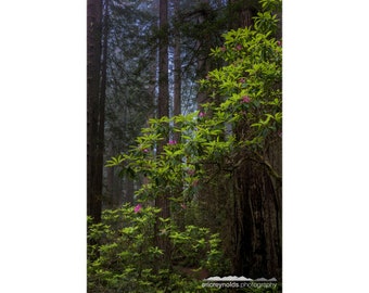 Rhododendron Among the Redwoods - Redwood National Park, California (Vertical)