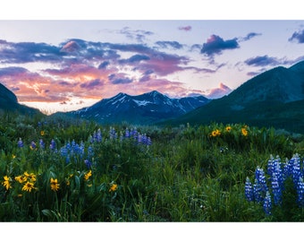 May include: A field of wildflowers in bloom, with purple lupines and yellow flowers, against a backdrop of mountains and a colourful sunset sky.