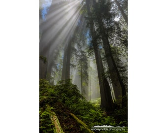 Sun Rays in the Redwoods v4 | Redwood National Park, California | Sequoia | Coastal Redwoods | Crescent City CA | Pacific Coast | Landscape
