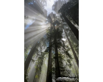 Sun Rays in the Redwoods v1 | Redwood National Park, California | Sequoia | Coastal Redwoods | Crescent City CA | Pacific Coast | Landscape