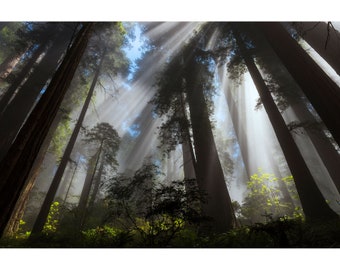 Sun Rays in the Redwoods | Redwood National Park, California | Sequoia | Coastal Redwoods | Crescent City CA | Pacific Coast | Landscape