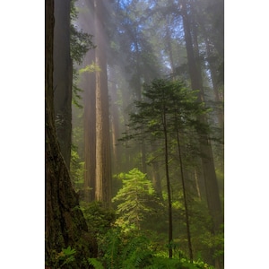 Children Among Their Elders | Redwood National Park | California | Coastal Redwoods | Sequoia | Crescent City CA | Pacific Northwest