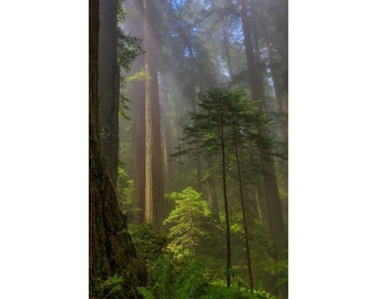 Children Among Their Elders | Redwood National Park | California | Coastal Redwoods | Sequoia | Crescent City CA | Pacific Northwest