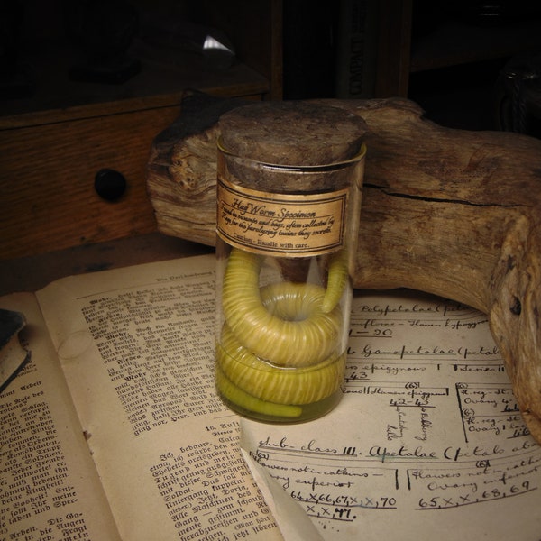 Hag Worm Specimen Prop HANDMADE macabre/occult/Folklore/supernatural/gift Ideas/dungeons & dragons/spirit/strahd/ghoul/gothic/larp/jar