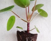 One, Live, Pilea peperomioides Plant 2 quot pot Chinese Money Plant Panckake Plant UFO Plant FREE SHIP