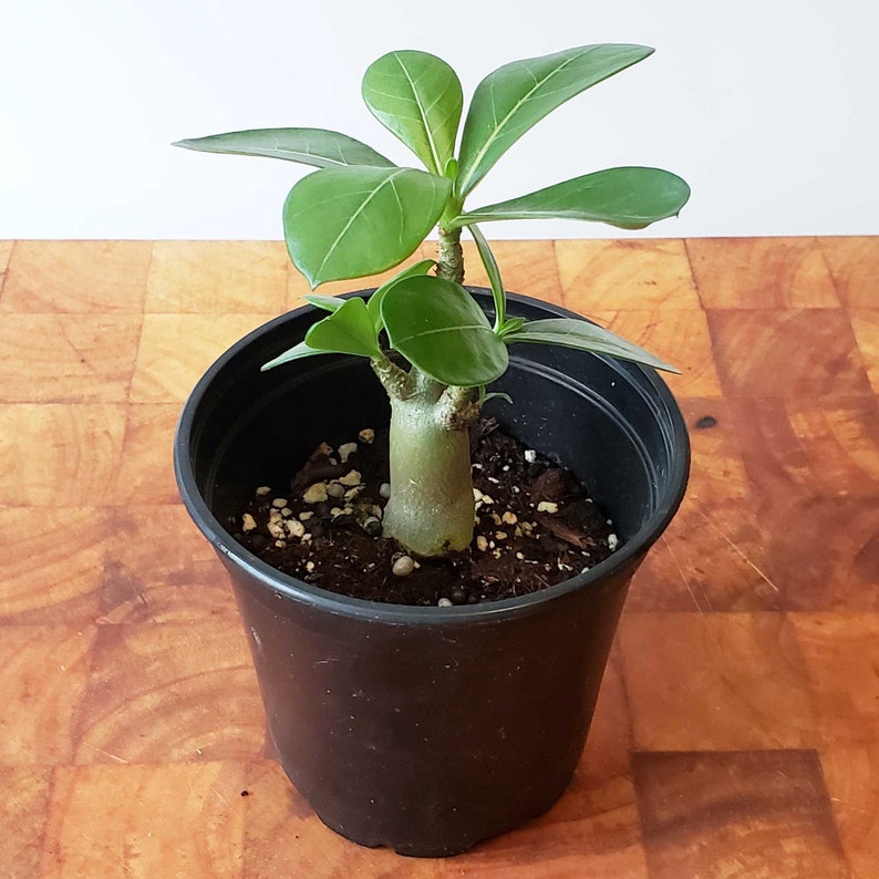 Desert rose Adenium seedlings Ships with Free Heat Pack 2 plants blooms white