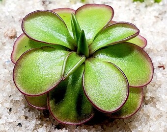 Pinguicula laueana CP2 x Emarginata