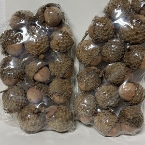 Burr Oak Acorns w/Caps