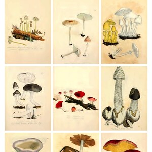 Coleção de cartões colecionáveis artísticos vintage com cogumelos — use em diários e muito mais