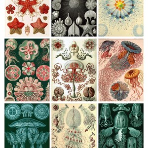 Collezione di carte collezionabili artistiche di creature marine — Da utilizzare per diari e altro ancora