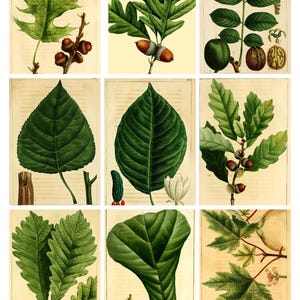 Sammlung botanischer künstlerischer Sammelkarten - Für Journale, Geschenke und mehr + Bonus