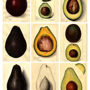 Collection of Avocados & Fruit Artistic Trading Cards — Use for Journals, Gifts, and More + bonus