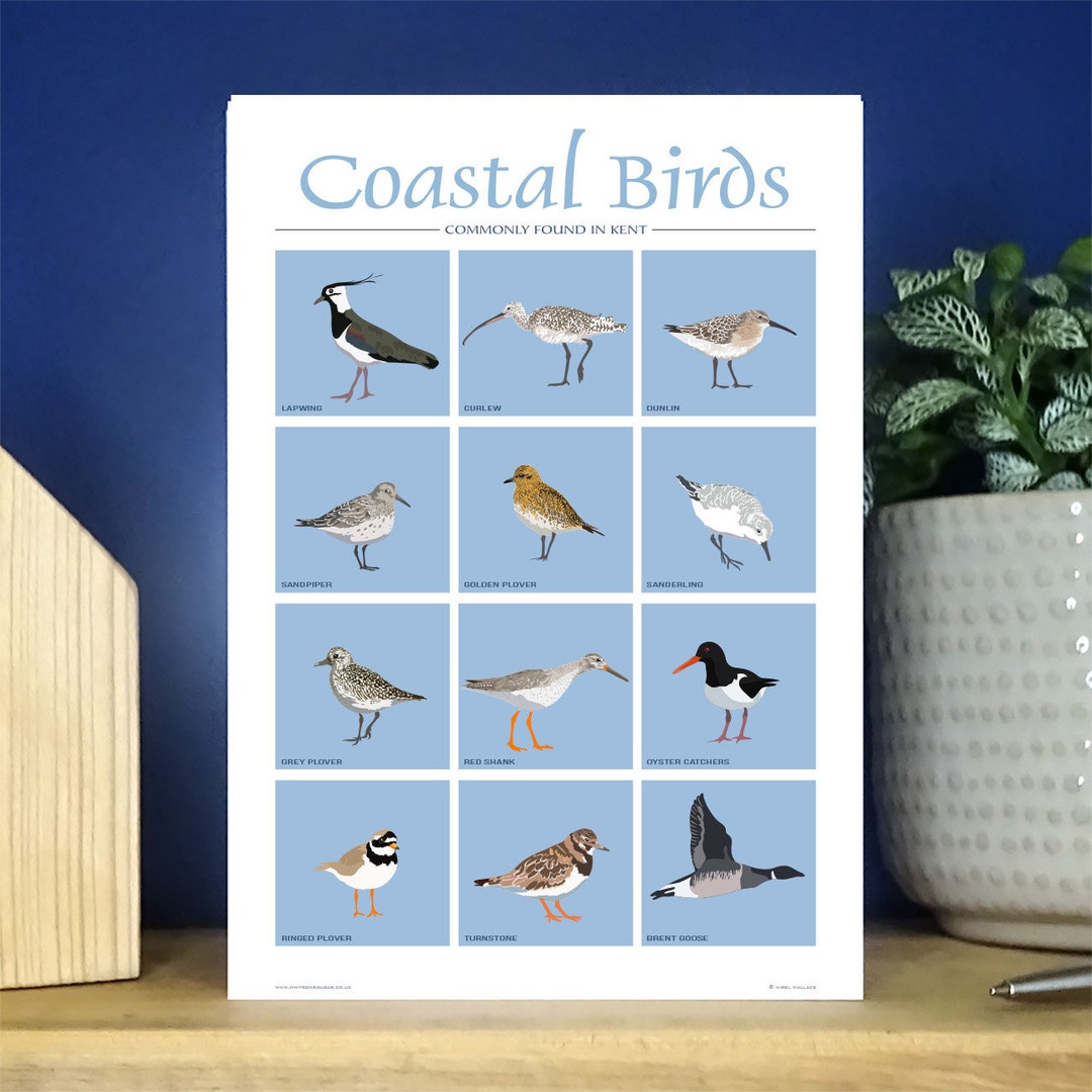 Buy Coastal Birds, A6 Portrait Greetings Over 500 to Choose  Online in India