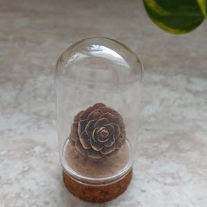 Peut inclure: Une cloche en verre décorative avec une base en liège, contenant un cône de pin brun. Le cône de pin est centré dans le dôme en verre, mettant en valeur sa texture complexe et stratifiée. La cloche repose sur une surface neutre, avec des feuilles vertes en arrière-plan.