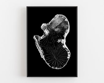 Nature Prints, Prints Tree Rings, Prints of Tree Rings, Nature Decor, Rustic Prints, Black and White Prints, Prints, Tree Rings, Wood Prints