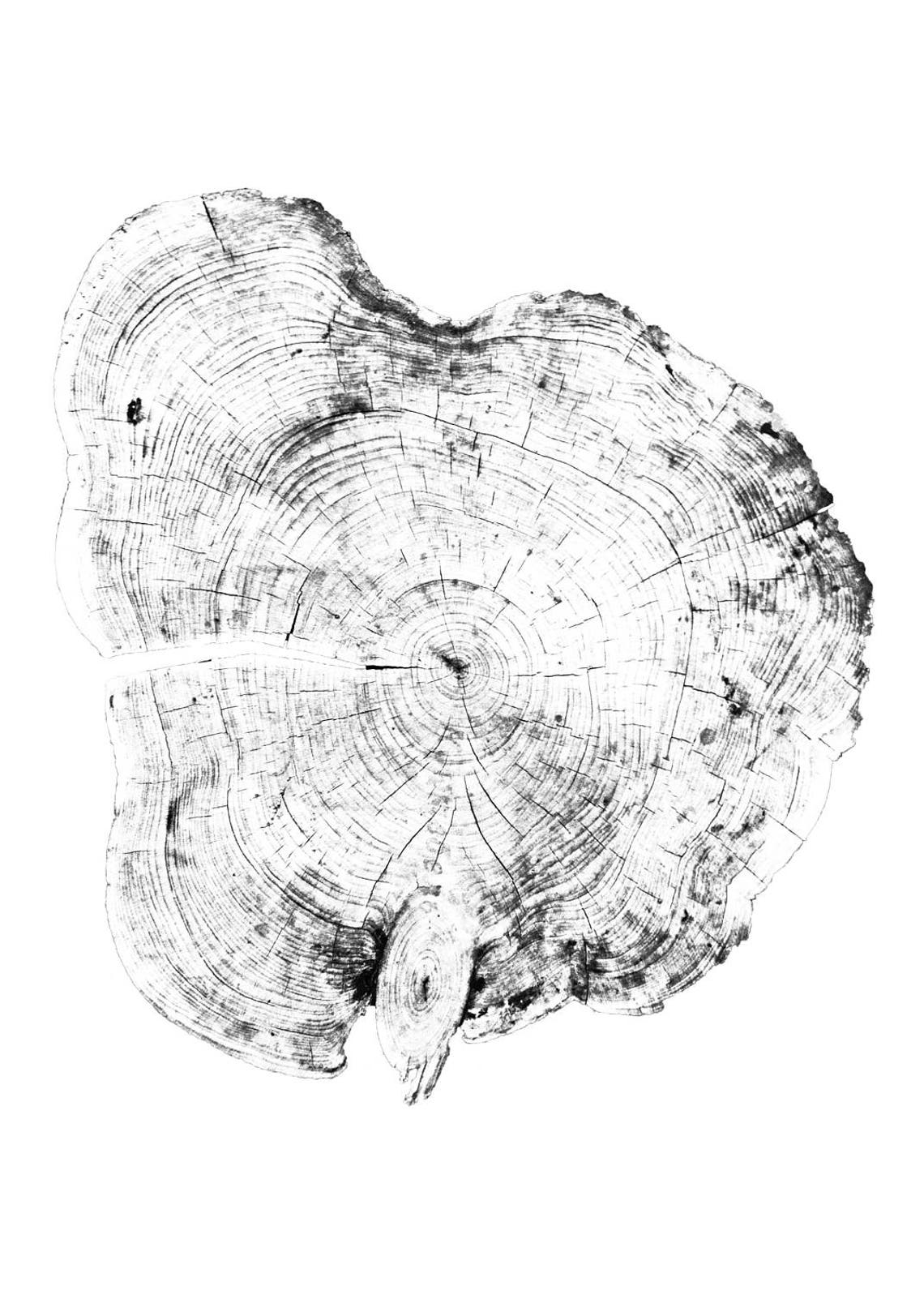 Tree Ring Art Tree Ring Prints Tree Print Tree Stump Print Etsy