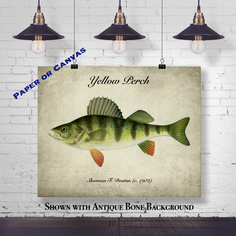 Fisherman Gift Natural History Print Cabin Wall Art Yellow Perch Art Print Rustic Wall Decor Denton Fish Print Reproduction