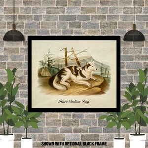 Hare indian dog for on sale sale