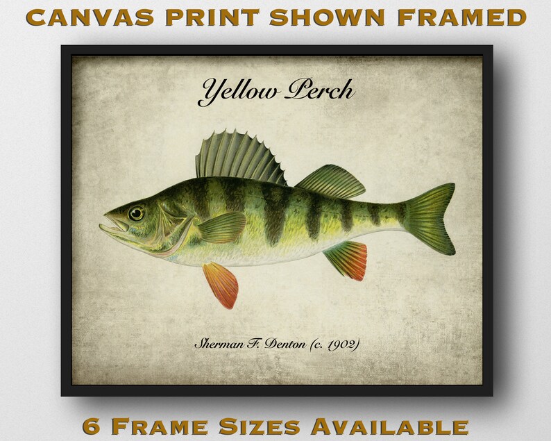 Fisherman Gift Natural History Print Cabin Wall Art Yellow Perch Art Print Rustic Wall Decor Denton Fish Print Reproduction