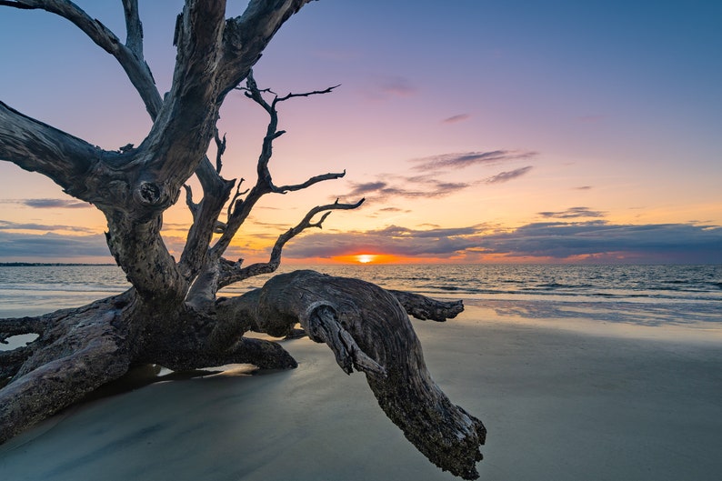 Driftwood Beach Canvas, Driftwood Beach Print, Jekyll Island Canvas