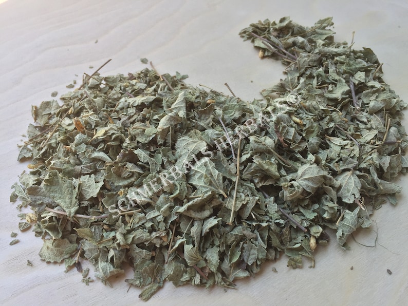 Dried All Natural Mexican Dream Herb Leaf, Calea Zacatechichi (Calea ternifolia) for sale from Schmerbals Herbals