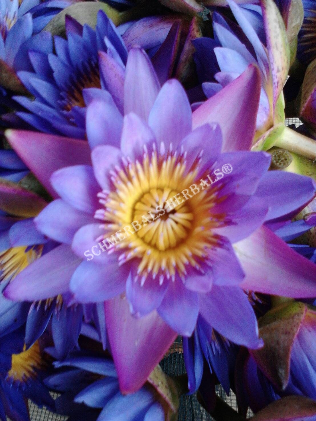 Blue Lotus, Nymphaea caerulea, 1 kg Whole Flower OR Petals and Stamens  Schmerbals Herbals® - .de