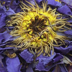 Blue Lotus, Nymphaea caerulea, 1 oz Whole Flower &quot;Siamese Dream™&quot; + Free Shipping ~ Schmerbals Herbals®