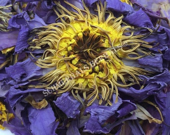 Blue Lotus, Nymphaea caerulea, 1 oz Organic Whole Flower "Siamese Dream™" + Free Shipping ~ Schmerbals Herbals®