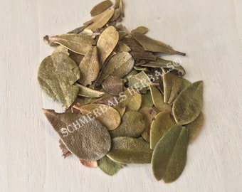 Uva Ursi, Arctostaphylos uva ursi, Leaf ~ Schmerbals Herbals®