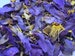 Blue Lotus, Nymphaea caerulea, 1 oz Organic Deep Purple Thai™ Pure Petals and Stamens + Free Shipping ~ Schmerbals Herbals® 