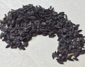 Wild Lettuce, Lactuca virosa VIABLE SEEDS ~ Sacred Herbs from Schmerbals Herbals