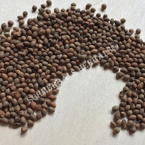 Whole All Natural Rivea Corymbosa, Untreated Viable Seeds for sale from Schmerbals Herbals