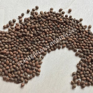 Whole All Natural Rivea Corymbosa, Untreated Viable Seeds for sale from Schmerbals Herbals