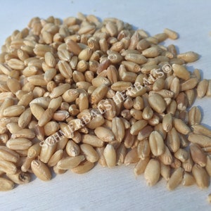 Wheat, Triticum spp., Whole Kernel Berries, Viable Seeds, Hard White Winter Wheat ~ Schmerbals Herbals®