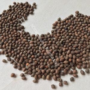 Whole All Natural Rivea Corymbosa, Untreated Viable Seeds for sale from Schmerbals Herbals