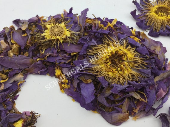 Blue Lotus Nymphaea Caerulea Organic Siamese Etsy